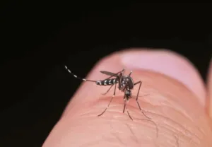 Zanzara dengue Zanzara dengue
